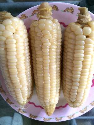 Boiled white corn nutritional value