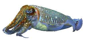 Cuttlefish nutritional value