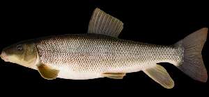 Suckerfish (White) nutritional value