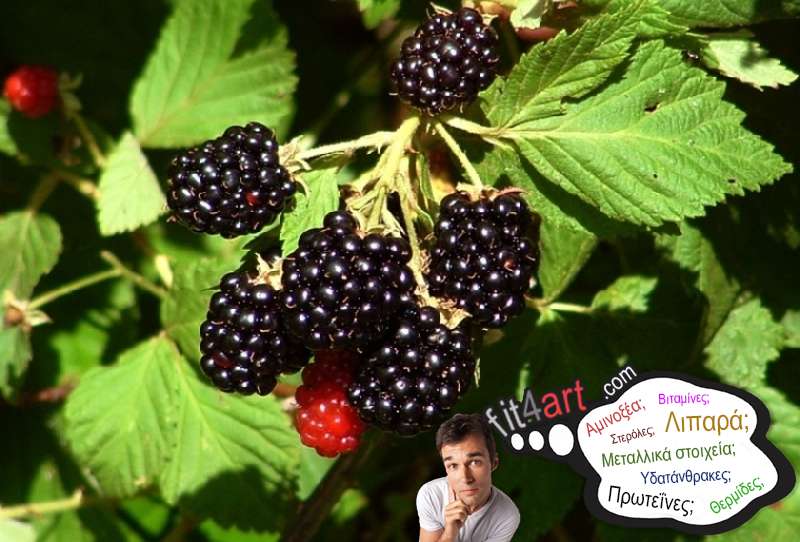 Τι βιταμίνες έχουν τα άγρια βατόμουρα; τι βιταμινες εχουν τα αγρια βατομουρα