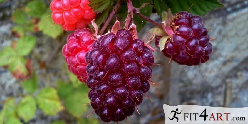 Τι λιπαρά έχουν τα ασπροβατόμουρα; τι λιπαρα εχουν τα ασπροβατομουρα