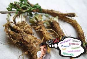 how much protein is in a chicory root