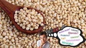 how much protein is in a sorghum grain