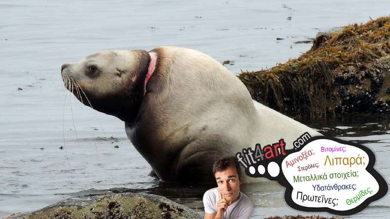 Τι στερόλες έχει το συκώτι θαλάσσιου λιονταριού; τι στερολες εχει το συκωτι θαλασσιου λιονταριου